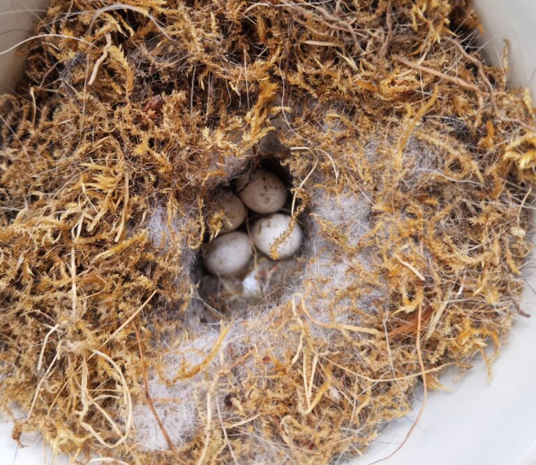Vogelnestjes van mos met kleine eitjes