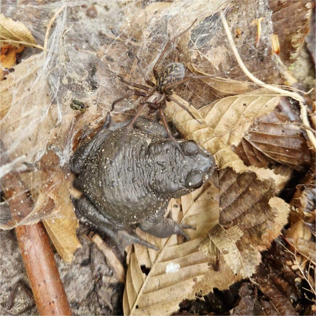 Bruine pad met een bruine spin op verdorde bladeren