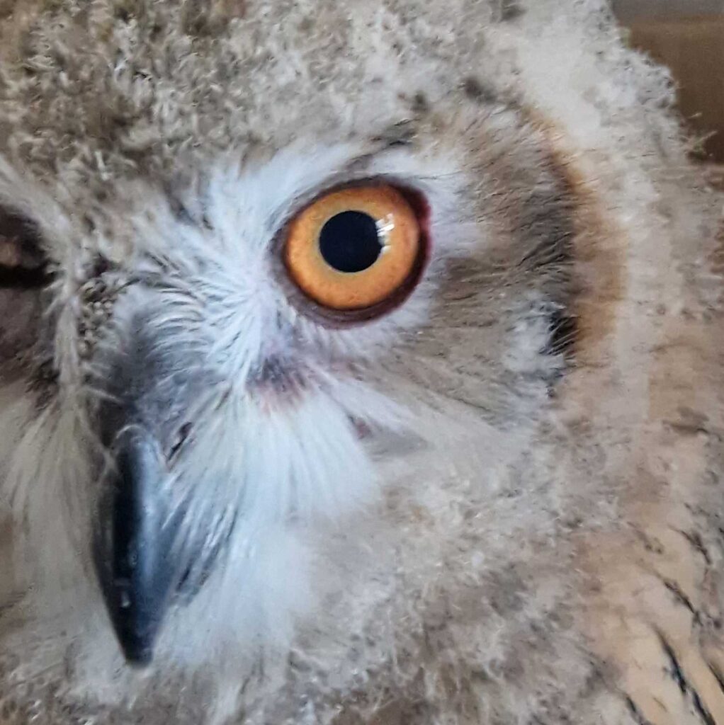 cremewit donzig uilenjong kop, oog en snavel